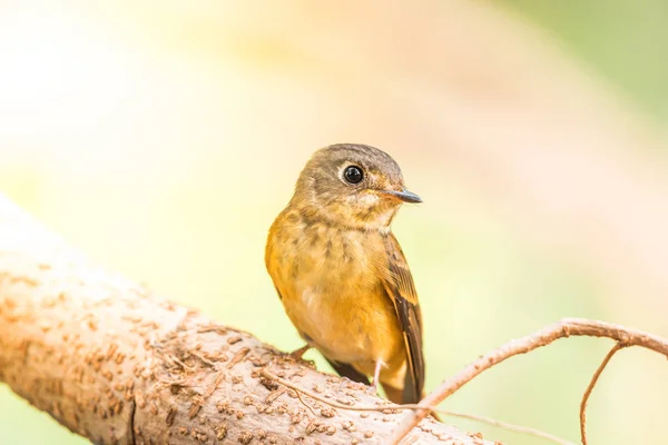 Pássaro (Flycatcher Ferruginoso) na natureza selvagem — Fotografia de Stock