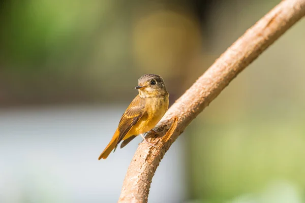 Vogel (ijzerhoudende vliegenvanger) in de wilde natuur — Stockfoto