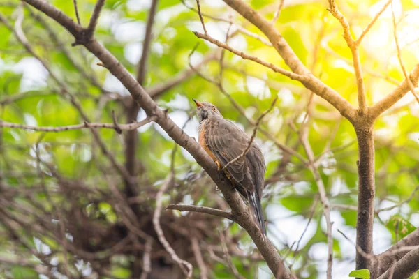 Pájaro (cuco quejumbroso) en una naturaleza salvaje —  Fotos de Stock