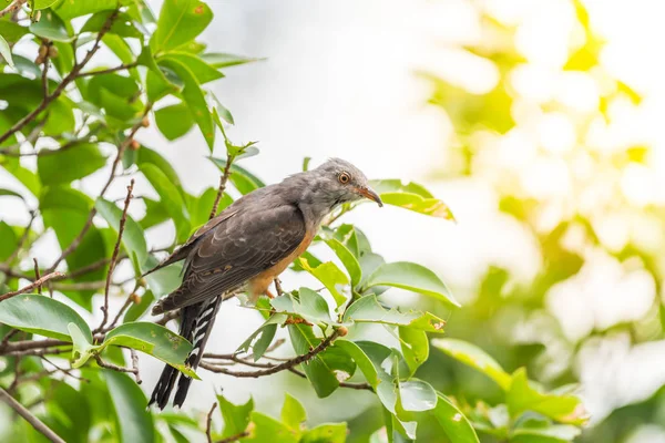 Pájaro (cuco quejumbroso) en una naturaleza salvaje —  Fotos de Stock