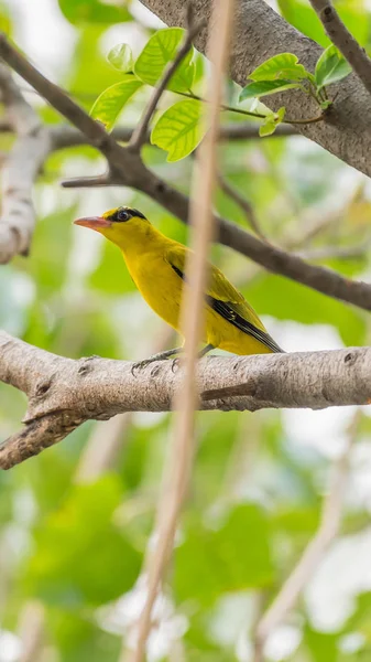 Pássaro (Oriole Preto-Naped) em uma natureza selvagem — Fotografia de Stock