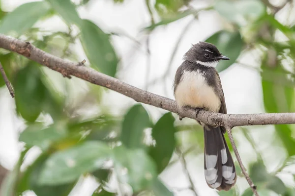 Pták (Malajský Pied Fantail) v divoké přírodě — Stock fotografie