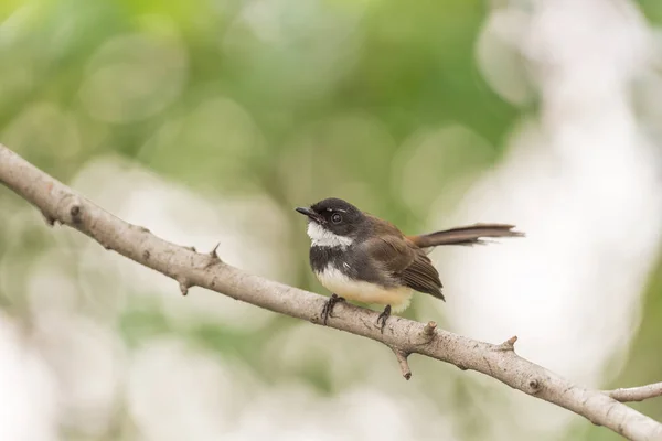 Uccello (Malese Pied Fantail) in una natura selvaggia — Foto Stock