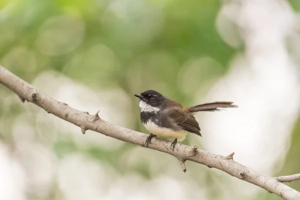 Bird (Malaysian Pied Fantail) en una naturaleza salvaje — Foto de Stock