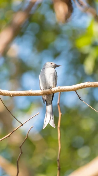 Pasăre (Ashy Drongo) pe copac în natură sălbatic — Fotografie, imagine de stoc