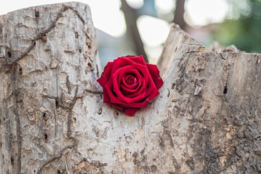 Sevgililer günü ahşap ağaç üzerinde kırmızı gül çiçek