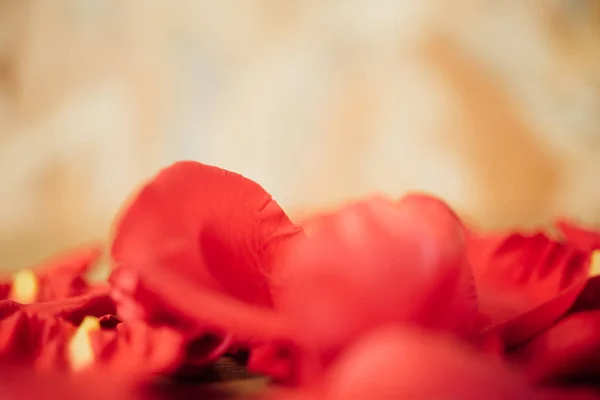 Flor de rosa vermelha no chão de madeira no Dia dos Namorados — Fotografia de Stock