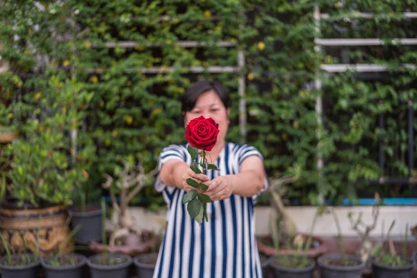 Rosa roja con mano humana en San Valentín — Foto de Stock