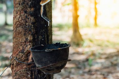 Kauçuk ağacı doğal kauçuk ile damla plantasyonunda