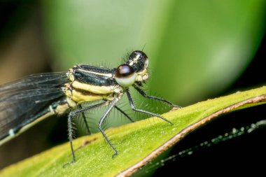 Sarı ve siyah yusufçuk böcek makro