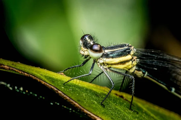 Makro von Libelleninsekt in gelb und schwarz — Stockfoto