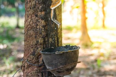 Kauçuk ağacı doğal kauçuk ile damla plantasyonunda