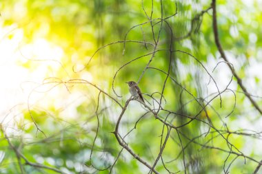 Vahşi doğada kuş (Asya kahverengi sinekkapan)