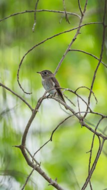 Vahşi doğada kuş (Asya kahverengi sinekkapan)