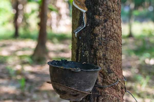 Árbol de caucho con gota de caucho natural en la plantación —  Fotos de Stock