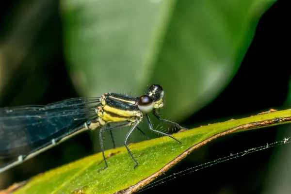 Macro de inseto libélula em amarelo e preto — Fotografia de Stock