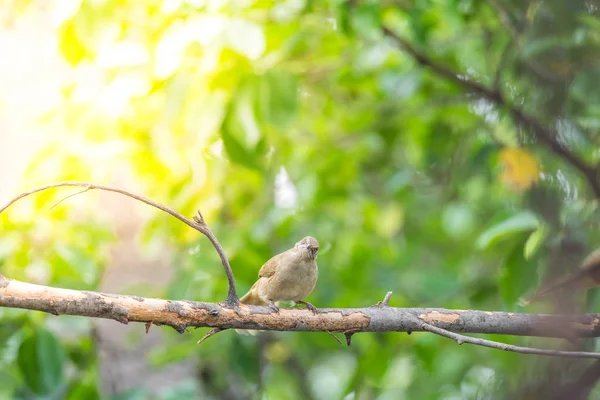 (Ράβδωση-eared bulbul) πουλί σε δέντρο στην άγρια φύση — Φωτογραφία Αρχείου