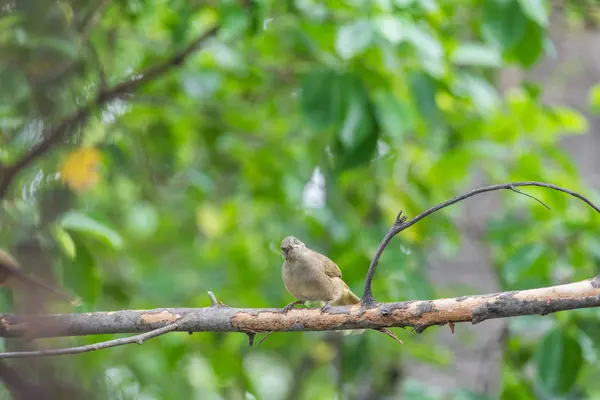 Vahşi doğada ağaçta kuş (çizgi kulaklı bülbül) — Stok fotoğraf
