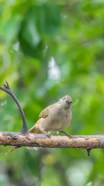 Vogel (Streak-eared buulbuuls) op boom in de wilde natuur — Stockfoto