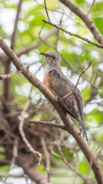 Vahşi doğada kuş (ağlamaklı guguk kuşu)
