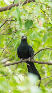Vahşi doğada ağaçta kuş (Asya guguk)