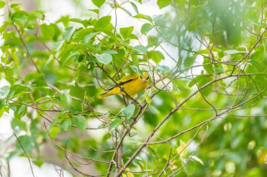 Vahşi doğada kuş (siyah enseli sarıasma)