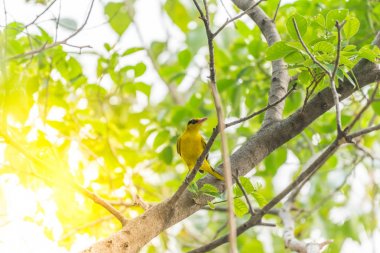 Vahşi doğada kuş (siyah enseli sarıasma)