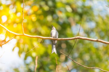 Vahşi doğada ağaçta kuş (küllü çaylak herif)