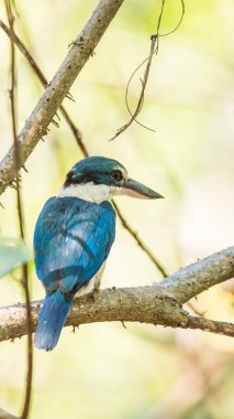 Vahşi doğada kuş (beyaz yakalı kingfisher)