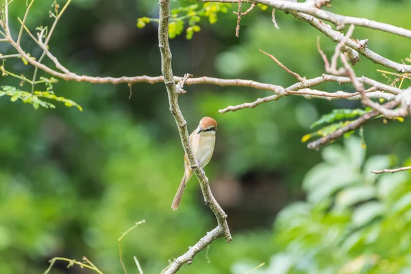 Oiseau (Pie-grièche brune) sur arbre dans une nature sauvage — Photo