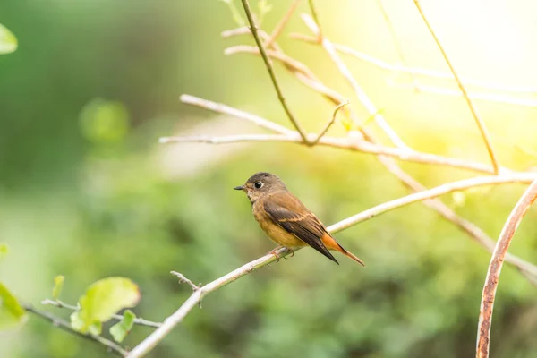 Pássaro (Flycatcher Ferruginoso) na natureza selvagem — Fotografia de Stock