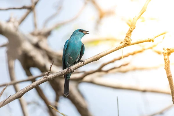 Птица (Verditer Flycatcher) на дереве в природе дикой — стоковое фото