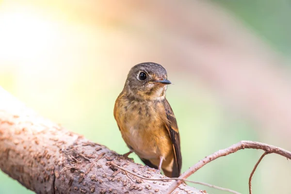 Vahşi doğada kuş (Ferruginous sinekkapan) — Stok fotoğraf