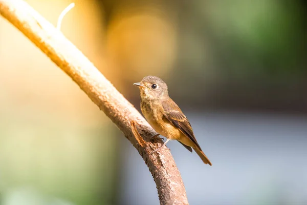 Vahşi doğada kuş (Ferruginous sinekkapan) — Stok fotoğraf