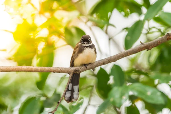 Pássaro (Malaio Pied Fantail) em uma natureza selvagem — Fotografia de Stock