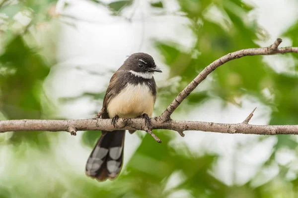 Pták (Malajský Pied Fantail) v divoké přírodě — Stock fotografie