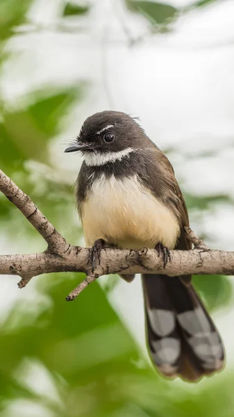 Bird (Malaysian Pied Fantail) en una naturaleza salvaje — Foto de Stock