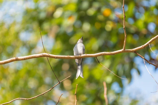 Uccello (Ashy Drongo) sull'albero in natura selvaggia — Foto Stock