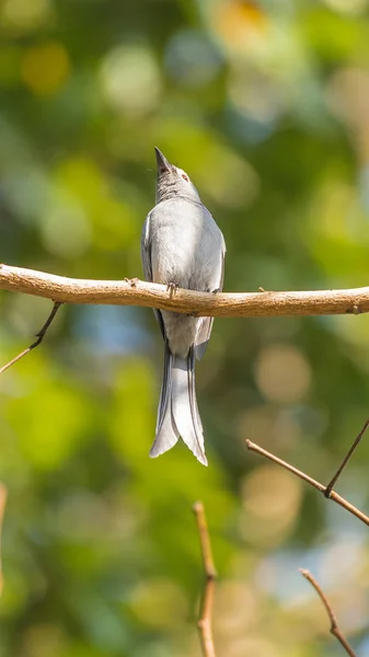 Uccello (Ashy Drongo) sull'albero in natura selvaggia — Foto Stock