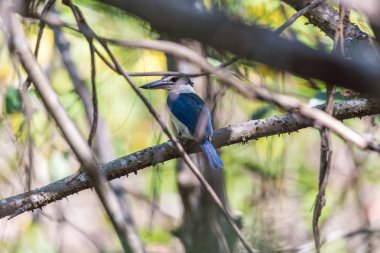 Vahşi doğada kuş (beyaz yakalı kingfisher)
