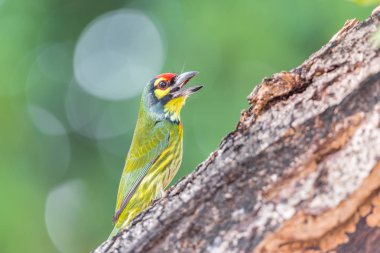 Vahşi doğada ağaçta kuş (Coppersmith kaniş)