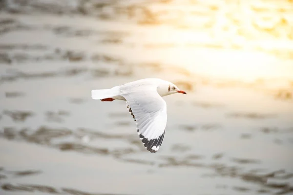 Pájaro (Laridae) volando en el cielo en un mar de naturaleza — Foto de Stock