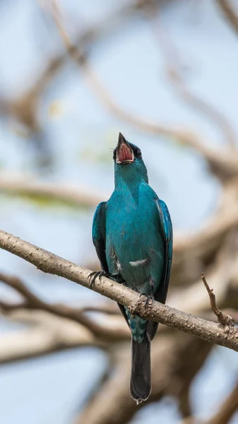 Bird (Verditer Flycatcher) on tree in nature wild