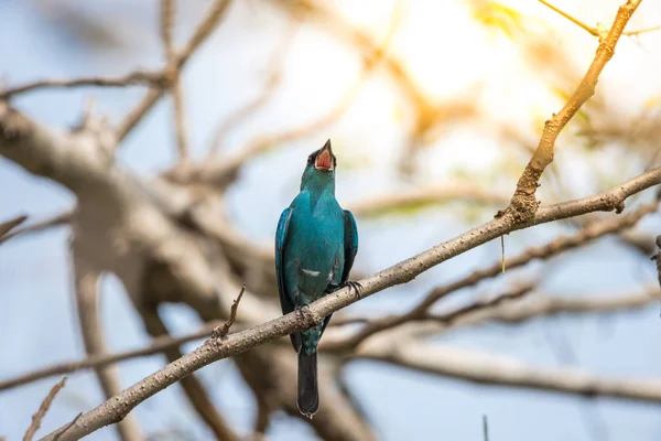 Птица (Verditer Flycatcher) на дереве в природе дикой — стоковое фото