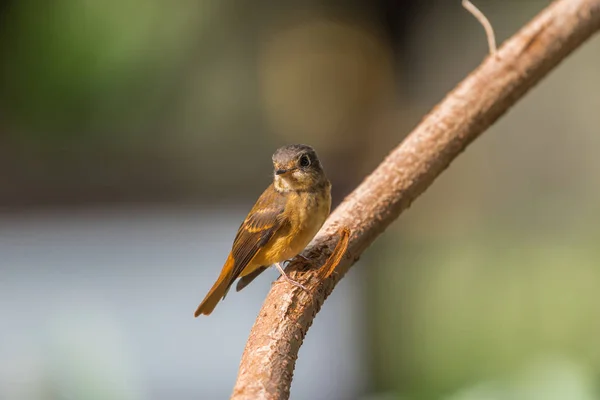 Vahşi doğada kuş (Ferruginous sinekkapan) — Stok fotoğraf