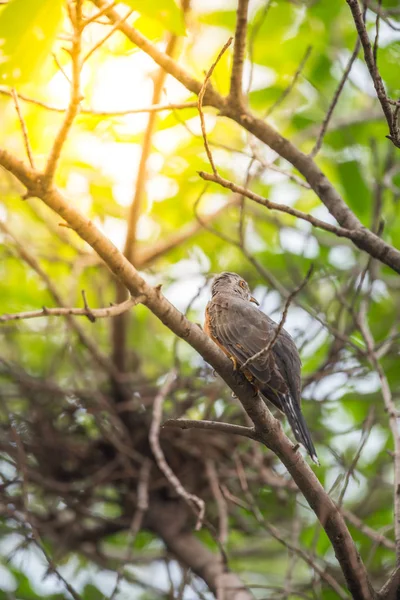 野生の自然の中の鳥 (悲しげなカッコウ) — ストック写真