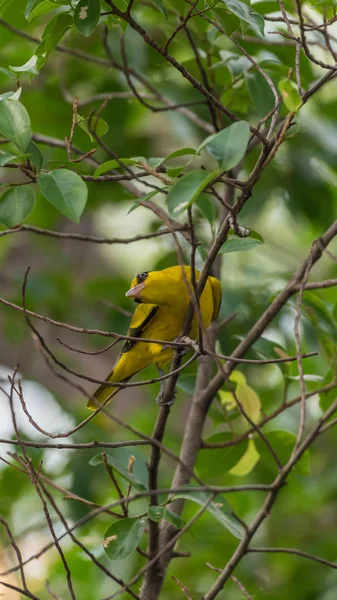 Pássaro (Oriole Preto-Naped) em uma natureza selvagem — Fotografia de Stock