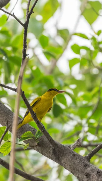 Vogel (Schwarznapfpirol) in freier Natur — Stockfoto