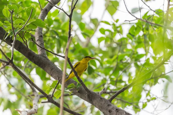 Pájaro (Oriol de Napa Negra) en una naturaleza salvaje — Foto de Stock