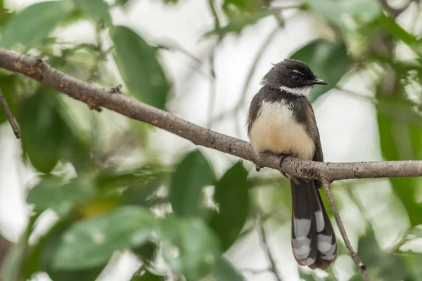 Fågel (Malaysiska Pied solfjäderstjärt) i en vild natur — Stockfoto